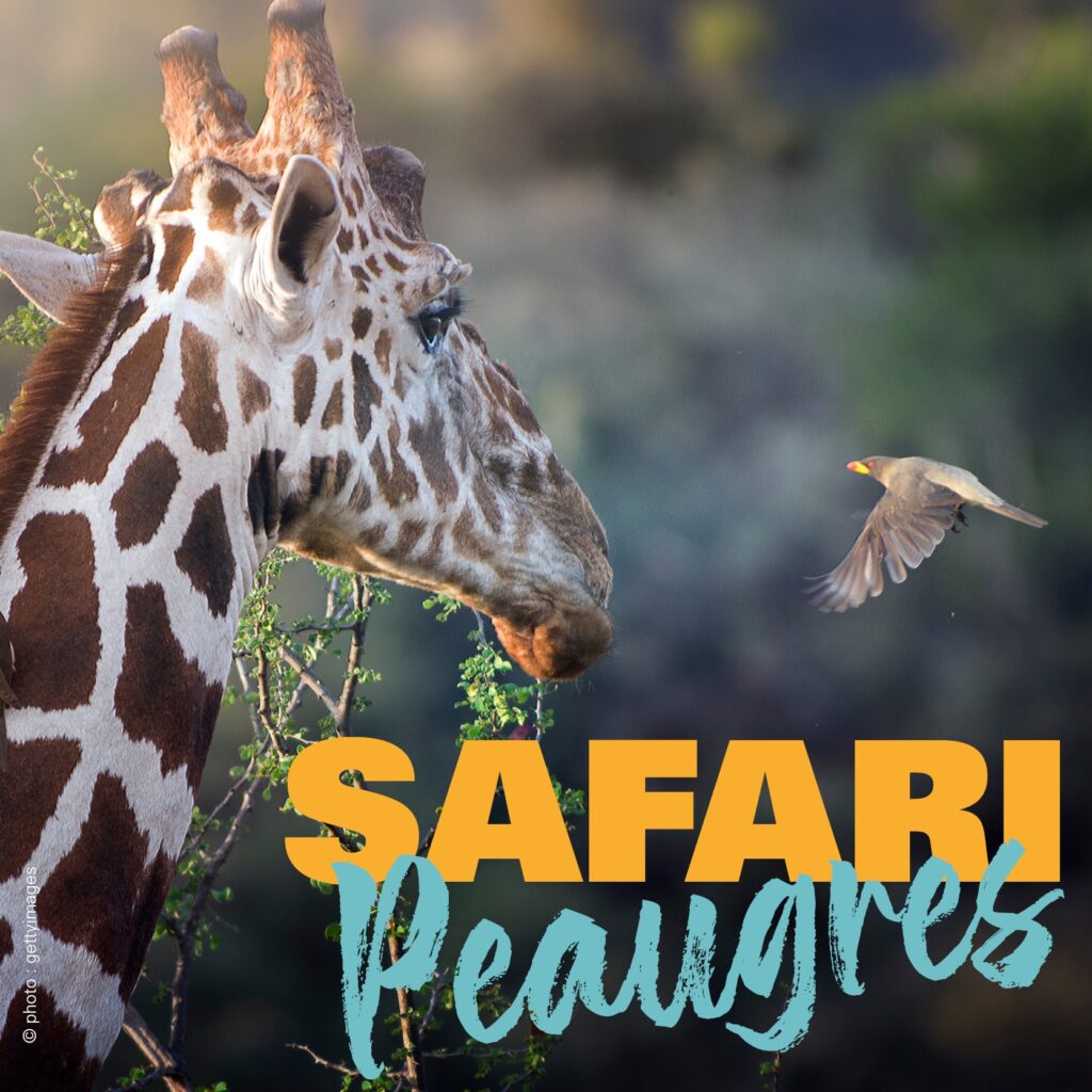 Safari de Peaugres Écolodgîte